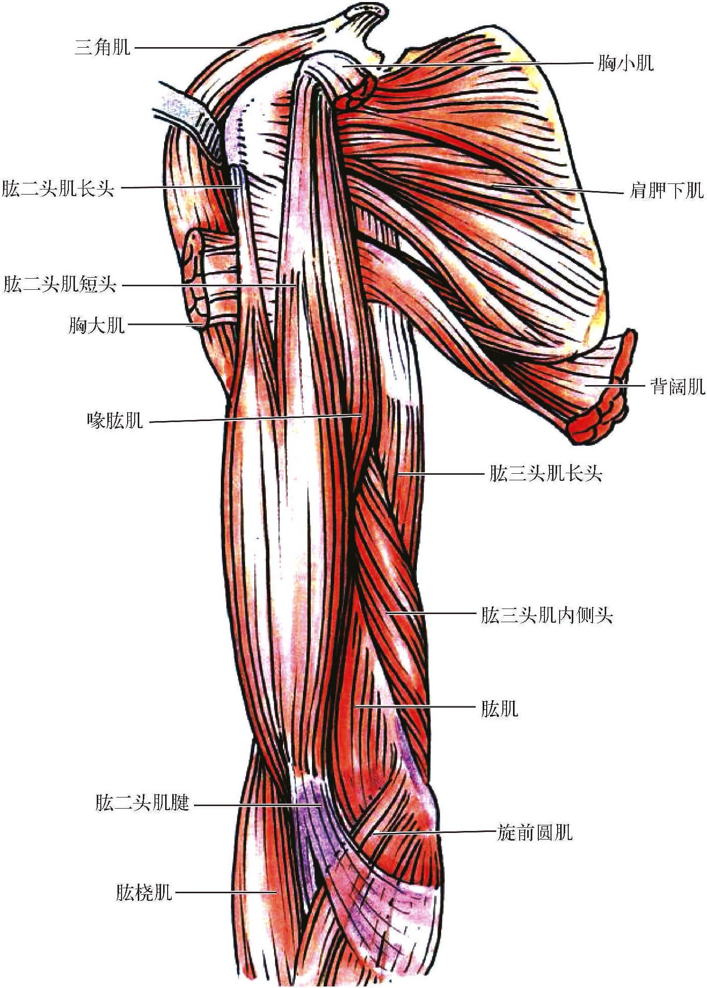 胳膊肌肉构造图图片